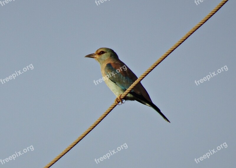 Roller Bird European Roller Coracias Garrulus Wildlife