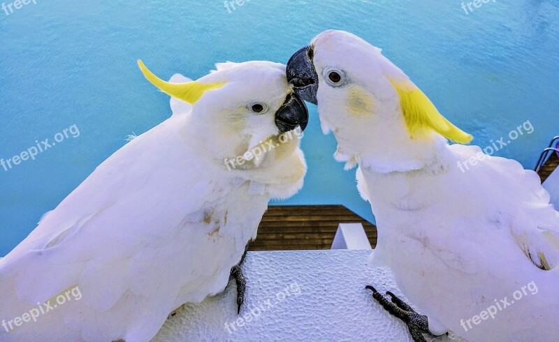 Cockatoo White Bird Animal Wildlife Nature