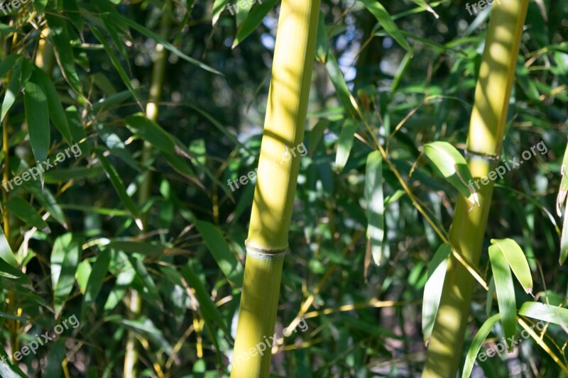 Nature Bamboo Park Green Plants