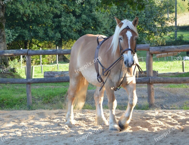 Horse Equine Standard Brown Hair Faded