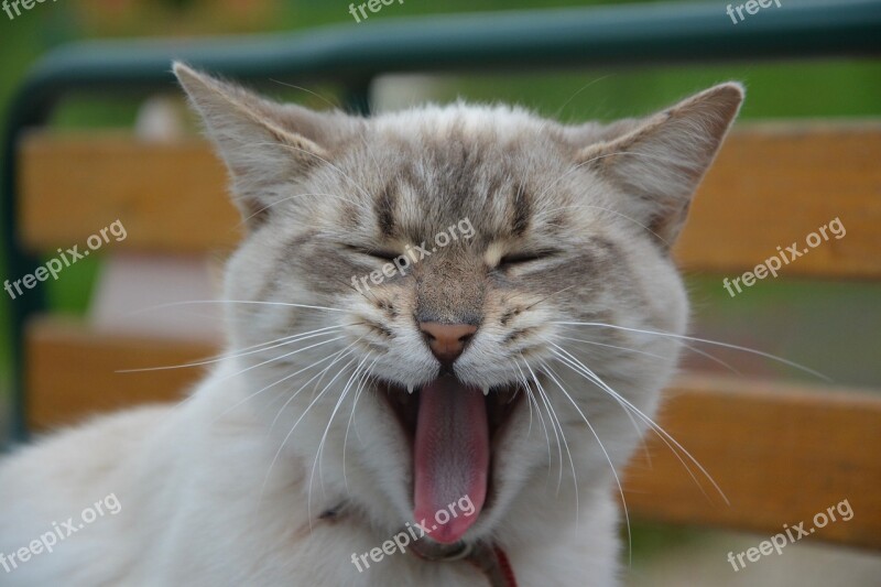 Cat Yawning Cat Domestic Animal Pink Tongue Rough Kitten