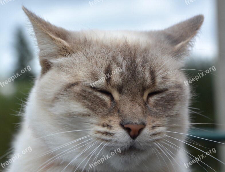 Cat Portrait Head Face Eyes Close