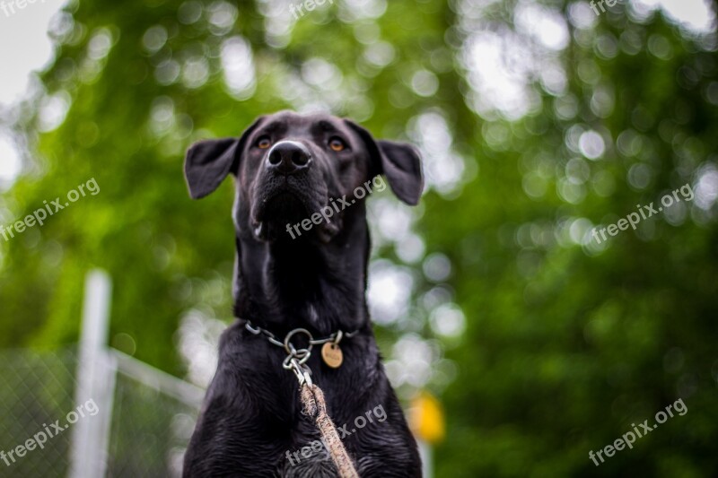 Dog Head Nature Snout Great Dane