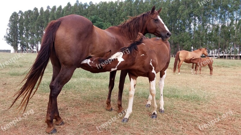 Stallion Horse Colt Mare Quarter Mile