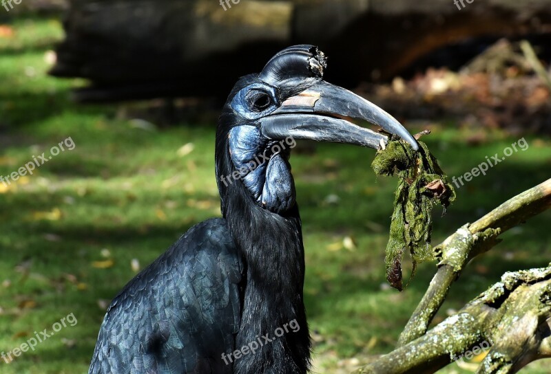 Ground-hornbill Bird Feather Plumage Zoo