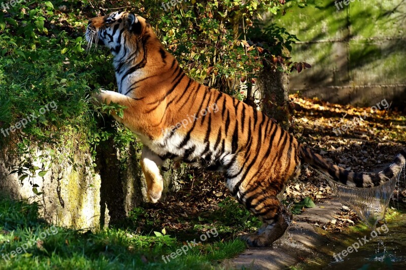 Tiger Predator Water Coat Beautiful Dangerous