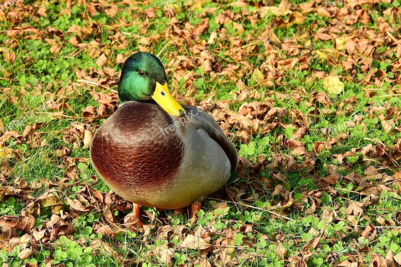 Duck Kaczor Wild Birds Nature Free Photos