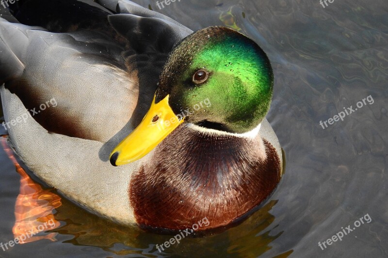 Duck Water Water Bird Kaczor Free Photos