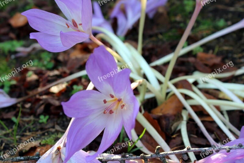 Colchicum Crocus Autumn Purple Flowers Autumn Nature