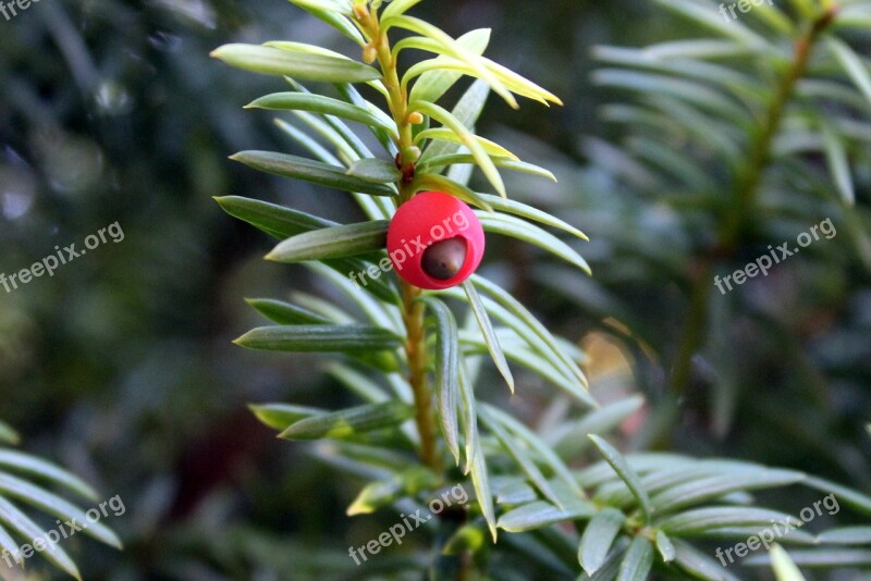 Cis Bush Red Fruits Coniferous Red