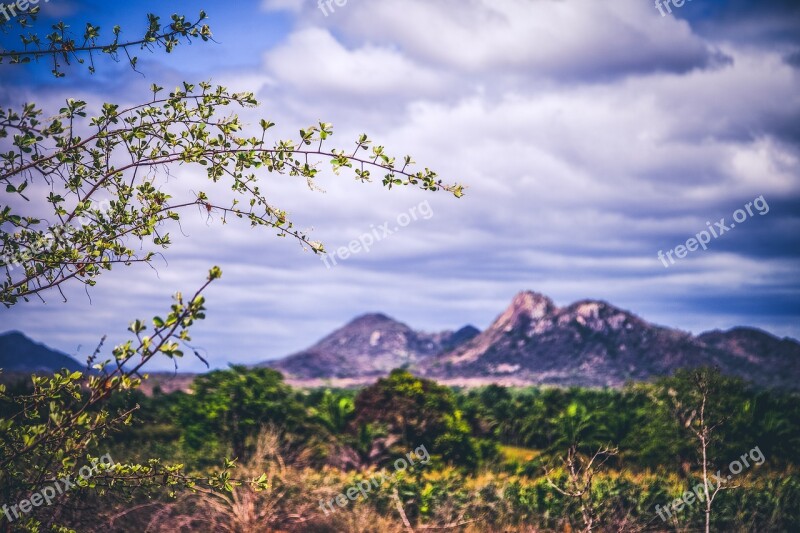 Mountain Nature Flying Shrubs Landscape