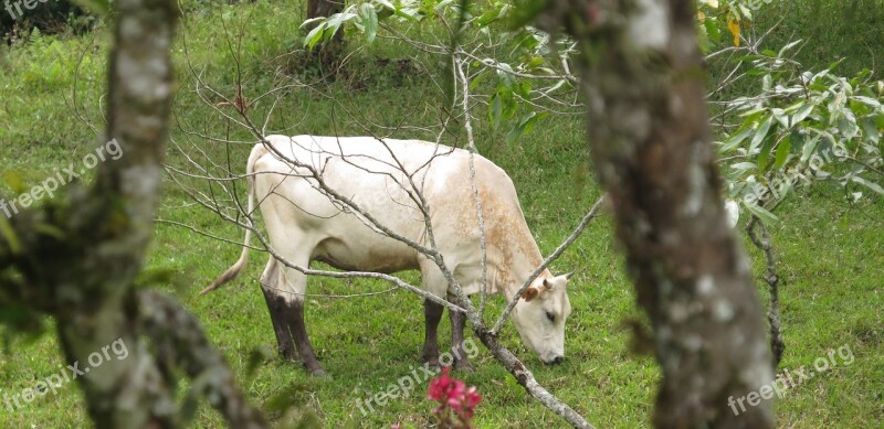 Farm The Field Toro Trees Grazing