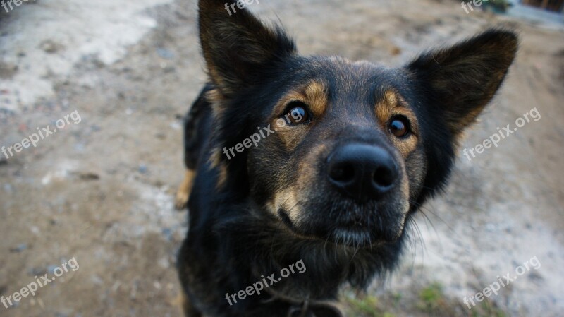 Dog Mongrel Pets Man's Best Friend Animals