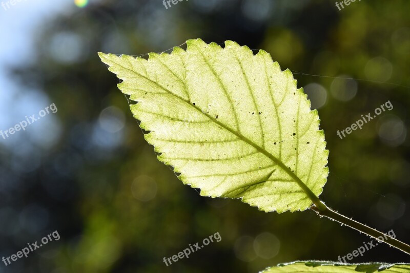 Leaf Tree Nature Green Autumn