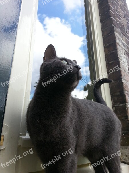 Cat Russian Blue Clouds Window Rhombus