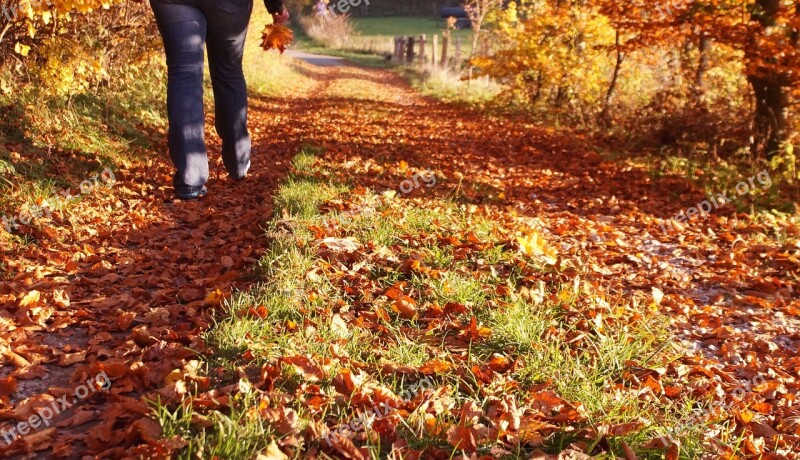 Autumn Walk Autumn Colours Leaves Away