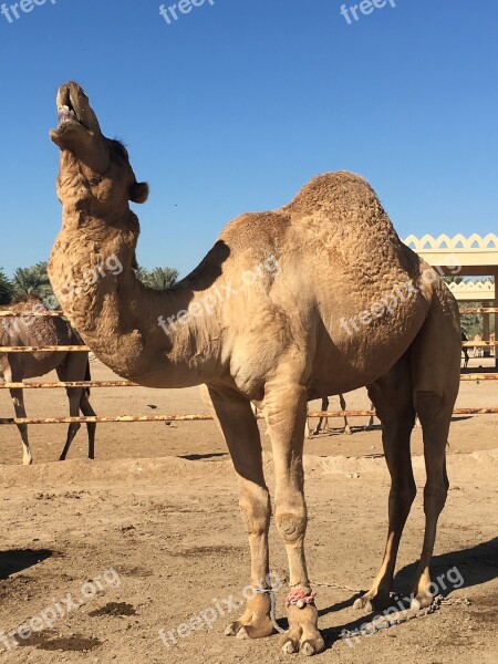 Camel Bahrain Desert Free Photos