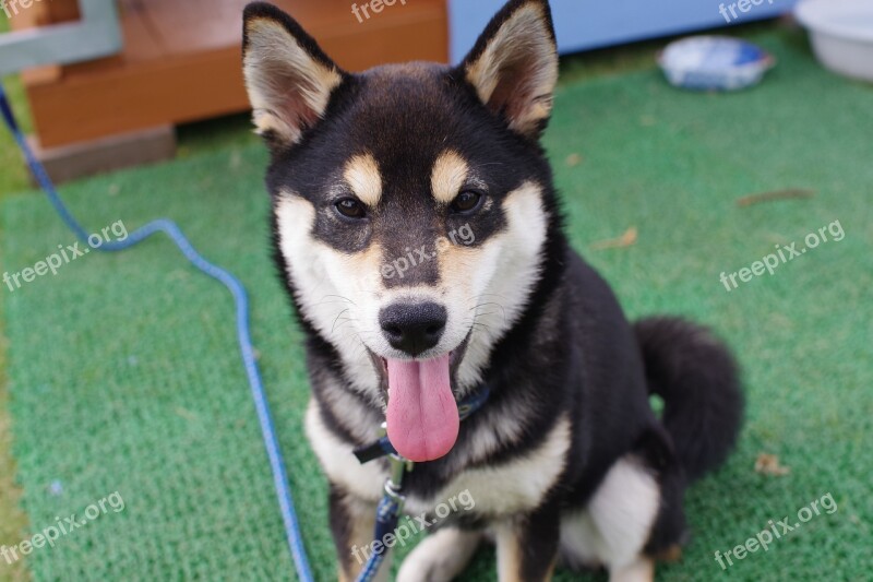 Animal Shiba Inu Black Free Photos