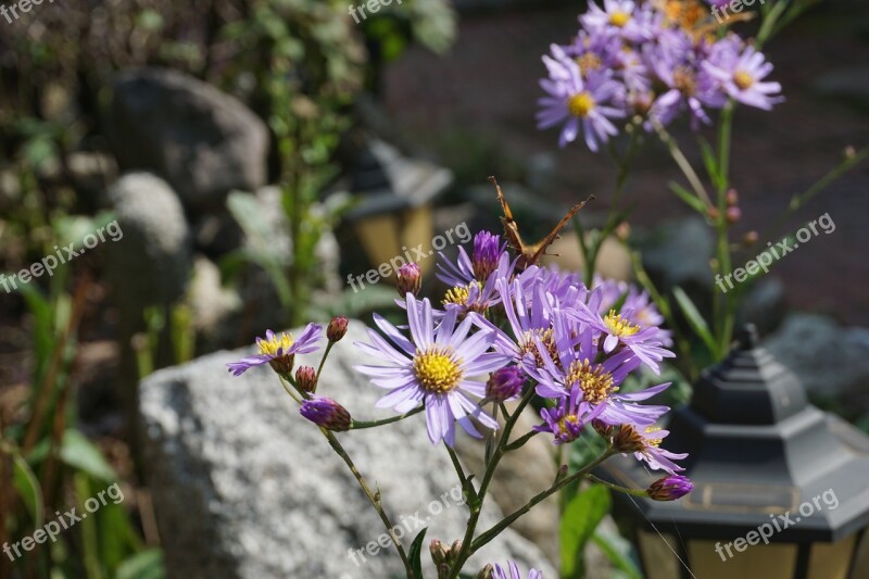 Flowers Autumn Desolation Free Photos