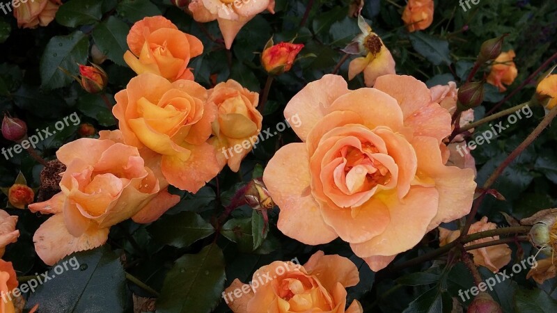 Roses Orange Flower Garden Blossom