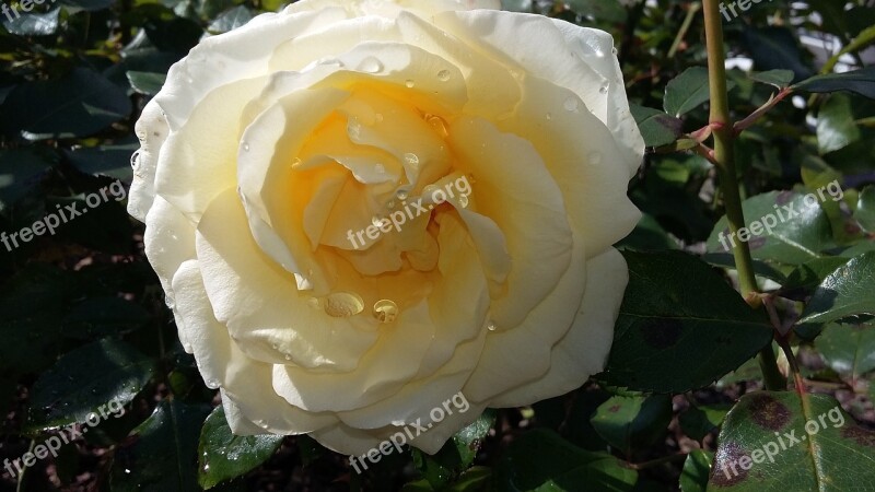 Rose White Rose Bloom White Roses Nature