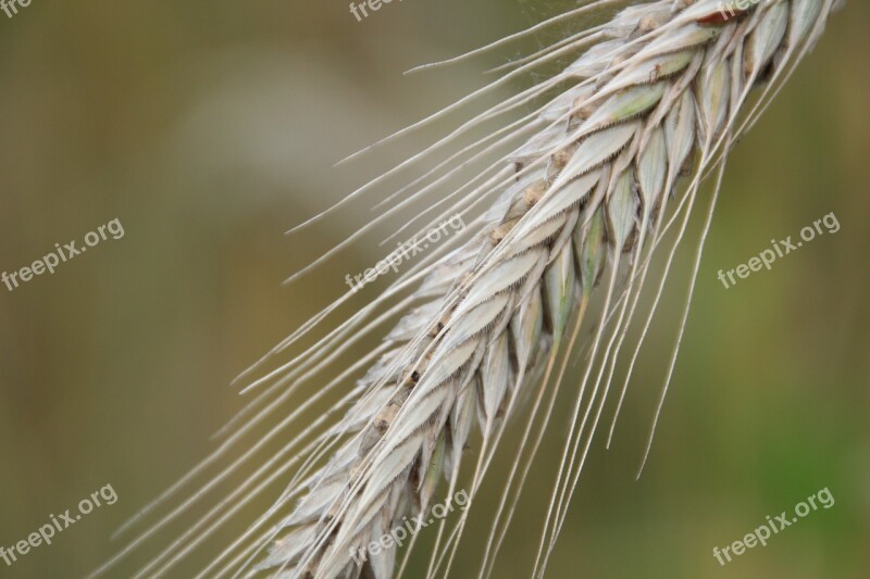 Spike Cereals Agriculture Field Crops Harvest