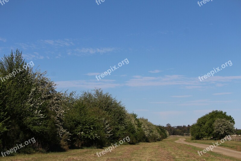 Road Track Gravel Path Trees