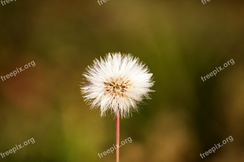 Flower Nature Macro Nature Flower Wild Flower