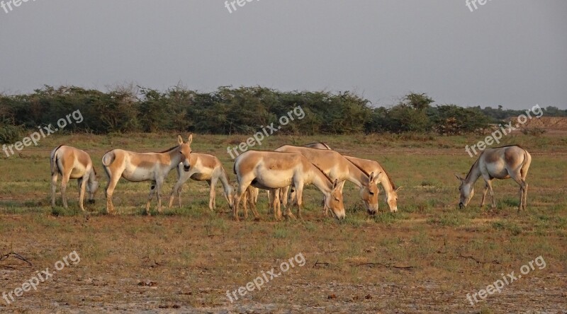 Indian Wild Ass Equus Hemionus Khur Ghudkhur Khur Indian Onager