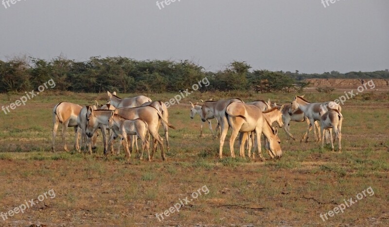 Indian Wild Ass Equus Hemionus Khur Ghudkhur Khur Indian Onager