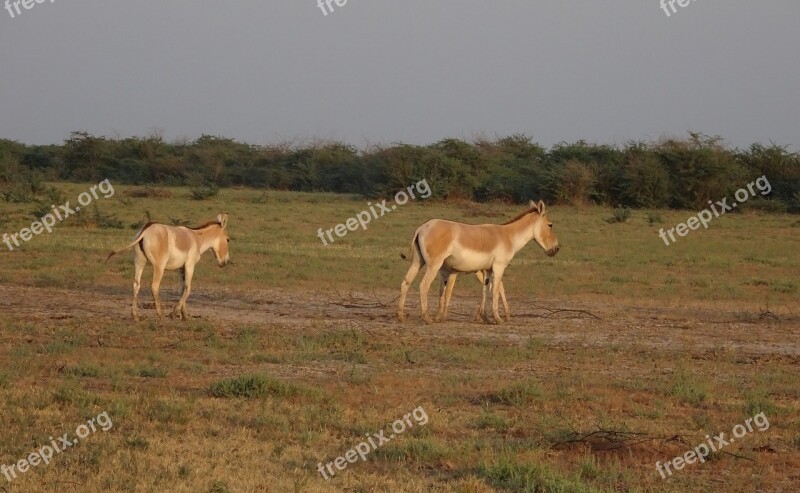 Indian Wild Ass Equus Hemionus Khur Ghudkhur Khur Indian Onager