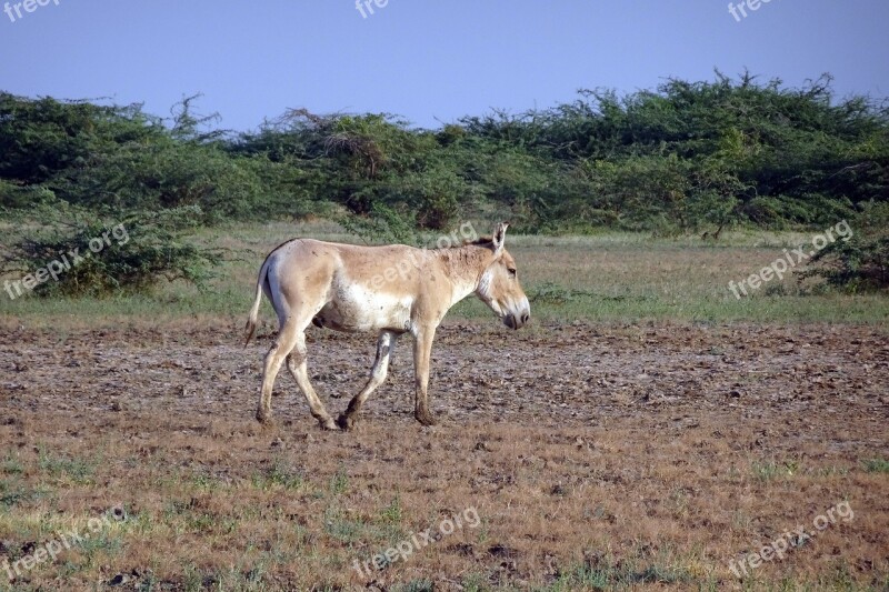 Indian Wild Ass Equus Hemionus Khur Ghudkhur Khur Indian Onager