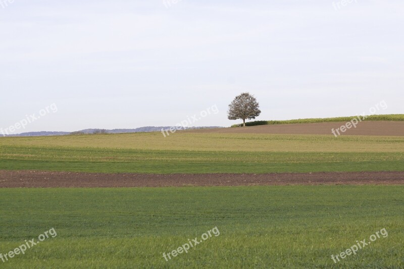 Tree Landscape Autumn Nature Sky