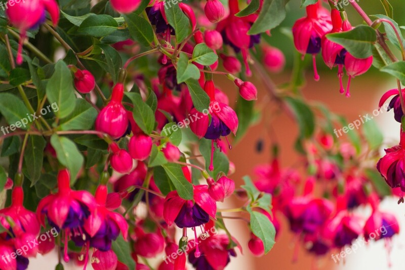 Flower Fuchsia Plant Free Photos