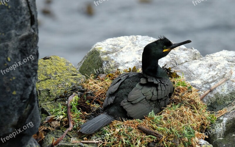 Bird Sea Scotland Shag Free Photos