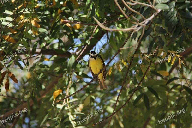 Bird Bem-te-vi Nature Environment Animal