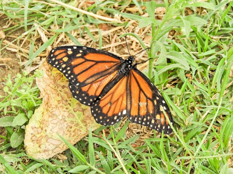 Butterfly Monarch Bolivia Cochabamba Free Photos