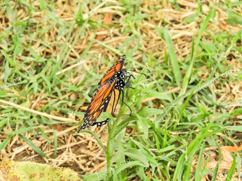 Butterfly Monarch Bolivia Cochabamba Free Photos