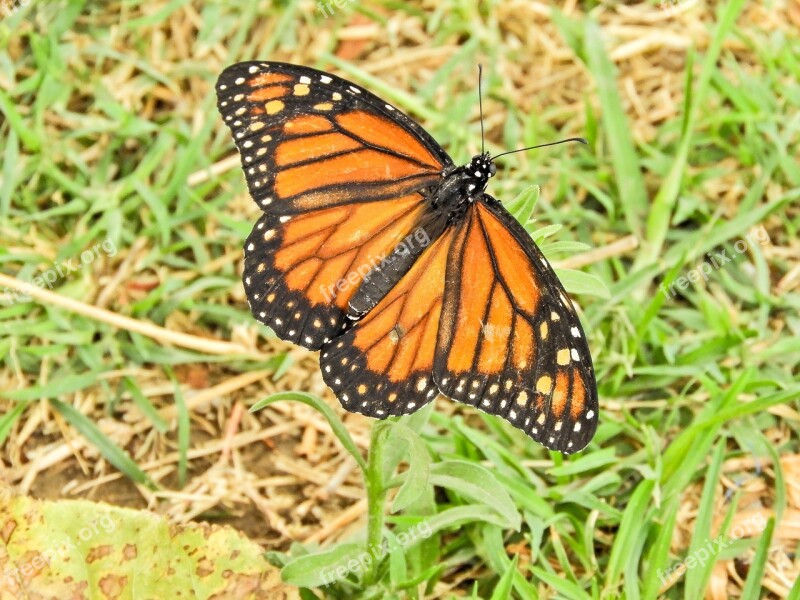 Butterfly Monarch Bolivia Cochabamba Free Photos