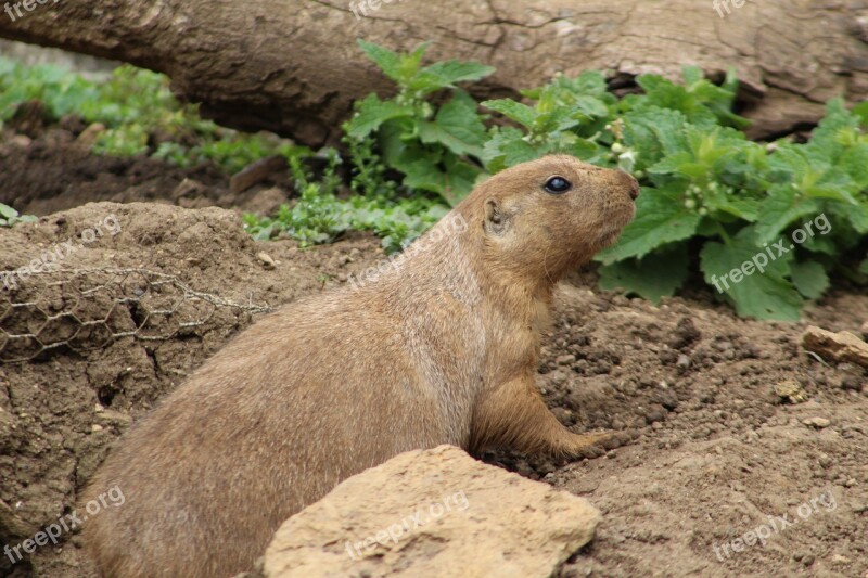 Groundhog Animal Burrow Zoo Free Photos