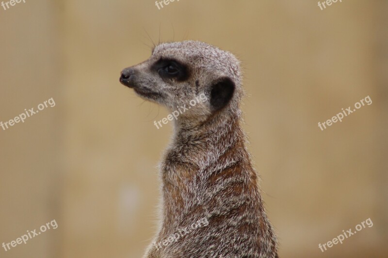 Meerkat Animal Zoo Free Photos