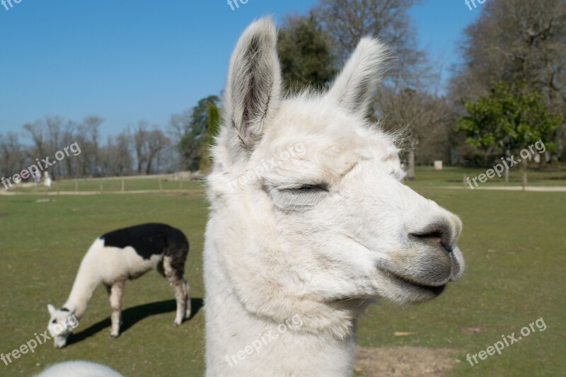 Lama Alpaca Animal Park Nature