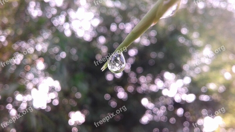 Drop Dew Nature Green Mobile Photography