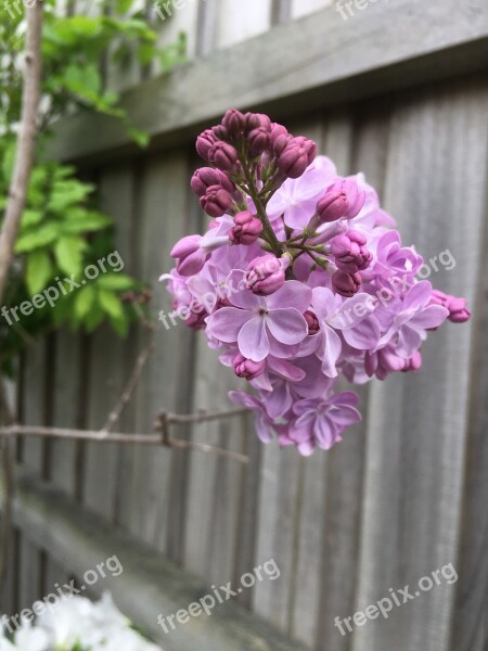 Lilac Lilac Tree Aroma Beautiful Nature