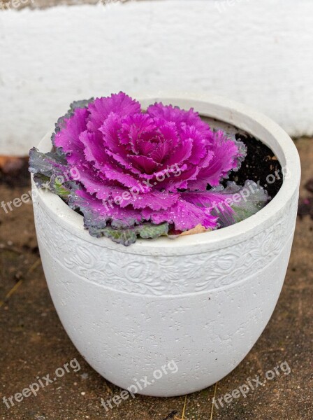 Cabbage Flower Pot Purple Close Up Purple Flower