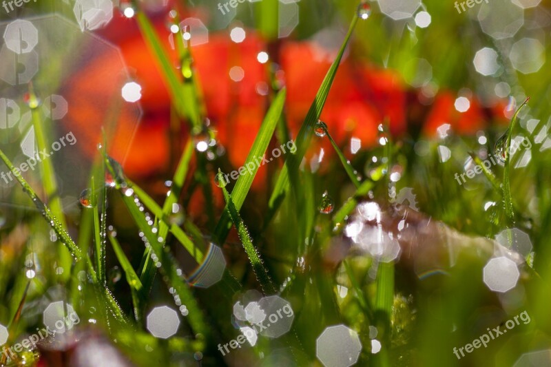 Grass Water Drops Morning Light Wet