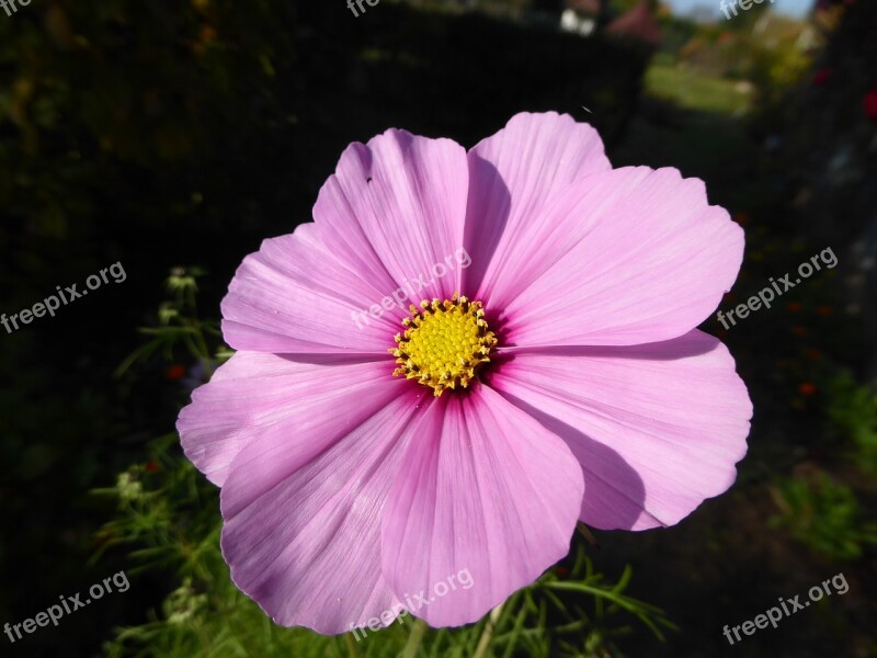 Violet Purple Flower Violet Flower Flower Purple Flower