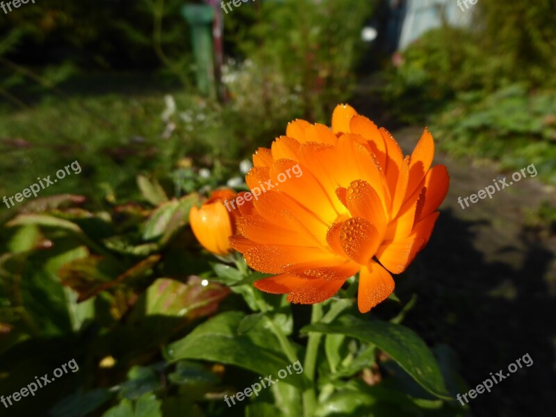 Flower Orange Blossom Bloom Orange Flowers