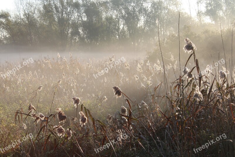 Meadow Plant Haze Fog Autumn