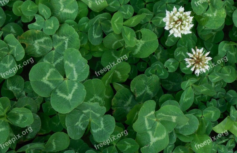 Clover Nature Green Plant Leaf